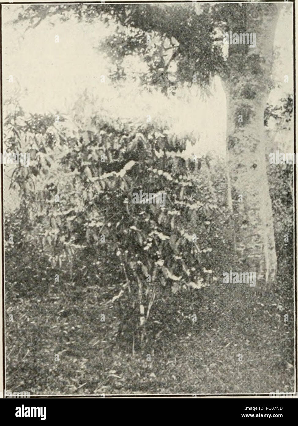 . The Cuba review. Cuba -- Periodicals. 22 THE CUBA REVIEW. THE TREES OF EASTERN CUBA. Much Valuable Lumber. Prevalence of Hardwoods. Neglected Plantations. Cuba Adapted to Many Northern Forms of Arborea. BY B. S. BOWDISH. Special Inspector of Wild Birds imported by dealers for the U. S. Uept. of Agriculture, Chief Clerk of the National Association of the Audubon bociety. Cuba, while it has lost by axe and lire much of its primeval abundance of timber, still retains much scattered lum- ber of very considerable marketable value, and more or less value commer- cially. Among the imoortant trees a Stock Photo