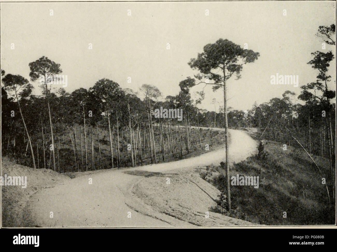 . The Cuba review. Cuba -- Periodicals. i Canetera de Guane a Luis Lazo, Oct., 1908. Tipico camino vieje, cerca del Rio Macurijes. View of a typical old road in Cuba, worn to a depth of two meters. Pinar del Rio Province.. Carretera de vuales a la Esperanza en la cuspide de los Pinares. A typical new road in Cuba constructed by the Department of Public Works. There are already enough fine hard roads completed to make an automobile a necessity and a pleasure for the resident and tourist.. Please note that these images are extracted from scanned page images that may have been digitally enhanced  Stock Photo