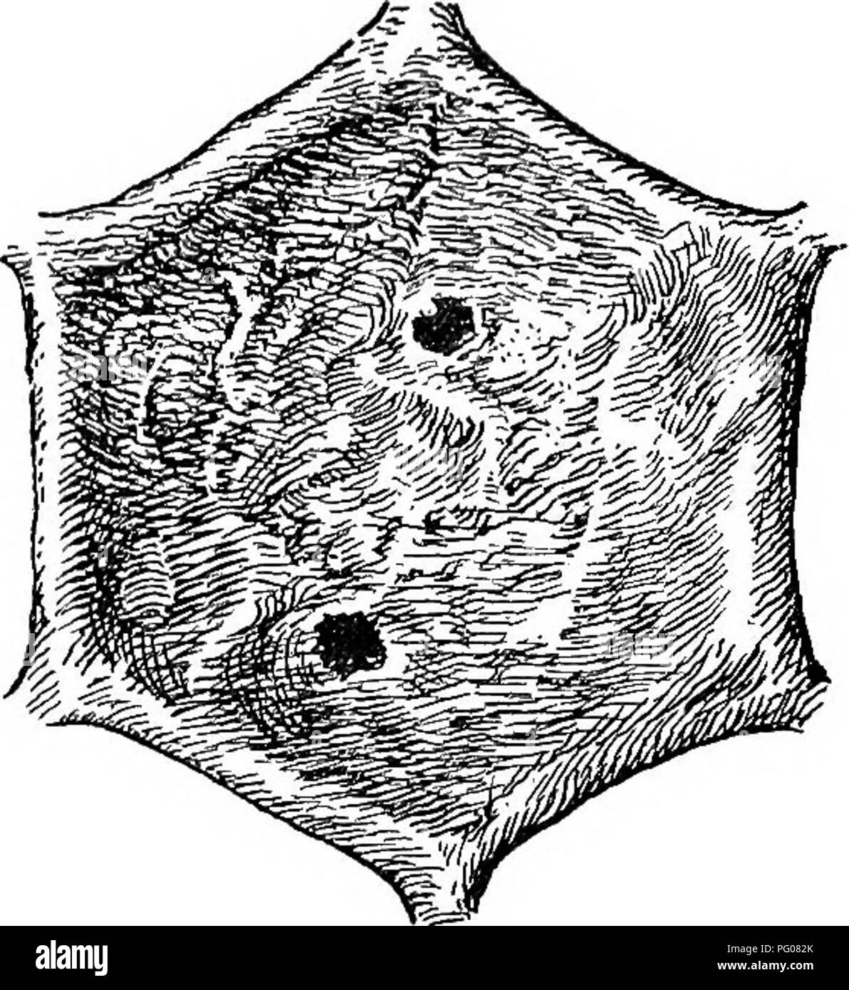 Diseases Of Bees Bees Sacbrood 13 Scale Tigs 22 23 Pl Ii