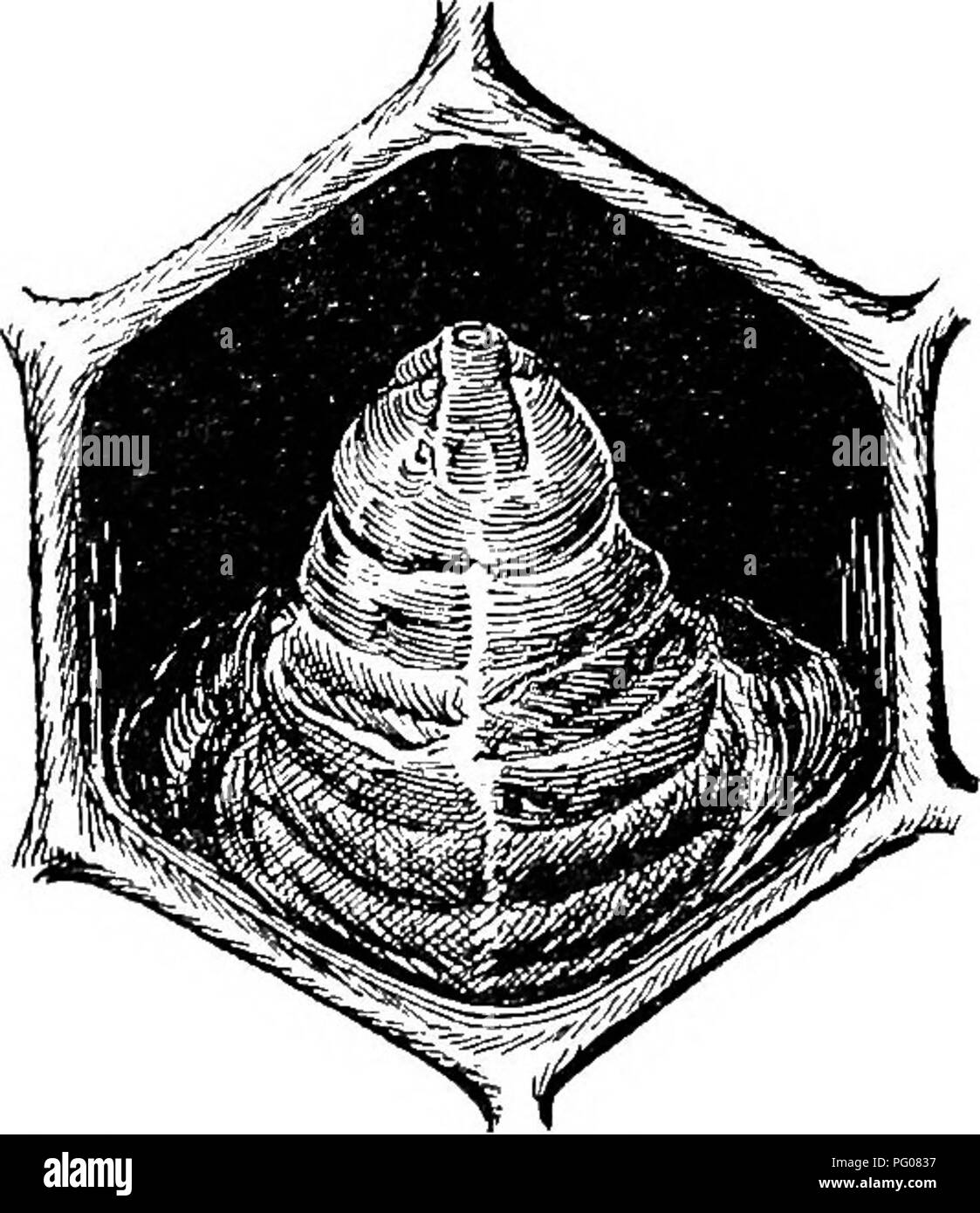 . Diseases of bees. Bees. Fig. 8.—End view of capped cell wliich con- tains a larva dead of sacbrood, being simi- lar to the one shown in figure 9. The cap here is not difierent from a cap of the same age over a healthy larva. (Original.) stage is reached. It is rare to find a pupa dead of sacbrood (PL II, zz). The larv^ that die (fig. 7) are found lying extended lengthwise with the dorsal side on the floor of the cell. They may be found in capped (fig. 8) cells or iu cells which have been ^mcapped (fig. 9), as bees often remove the caps from cells containing dead larvae. Caps that are not rem Stock Photo