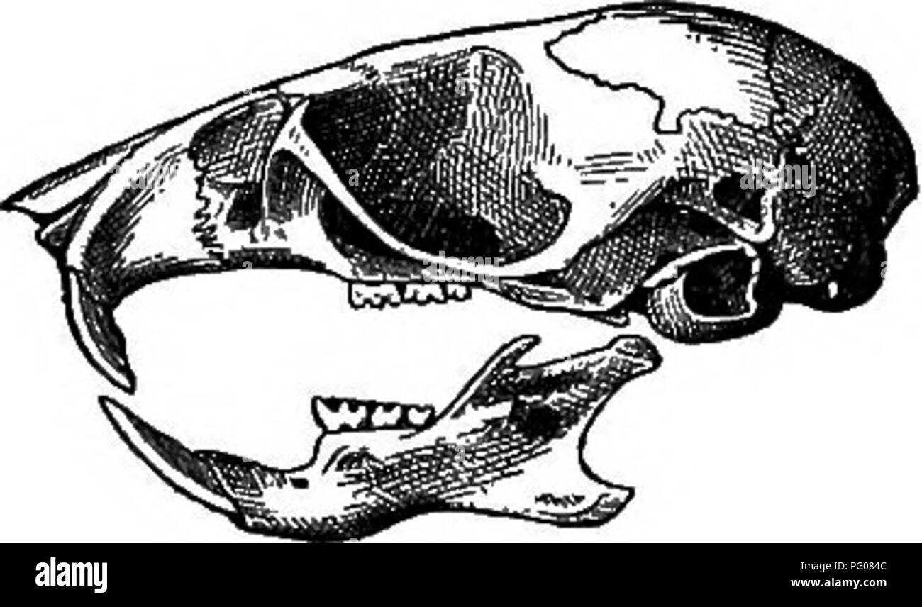 . Mammals of the Mexican boundary of the United States : a descriptive catalogue of the species of mammals occurring in that region; with a general summary of the natural history, and a list of trees . Mammals; Mammals; Trees; Trees; Natural history; Natural history. Fig. Hb.—Peromyscus sonoriensis deserticola. Skull, o, dorsal view; 6, ventral vie&quot;w; c, lateral view. slightly mixed with black above and pure white below; ears dusky, with lanuginous tuft at base colored like the head. Summer speci- mens are more drab-like. The young are pale drab-gray above, gray. Please note that these im Stock Photo