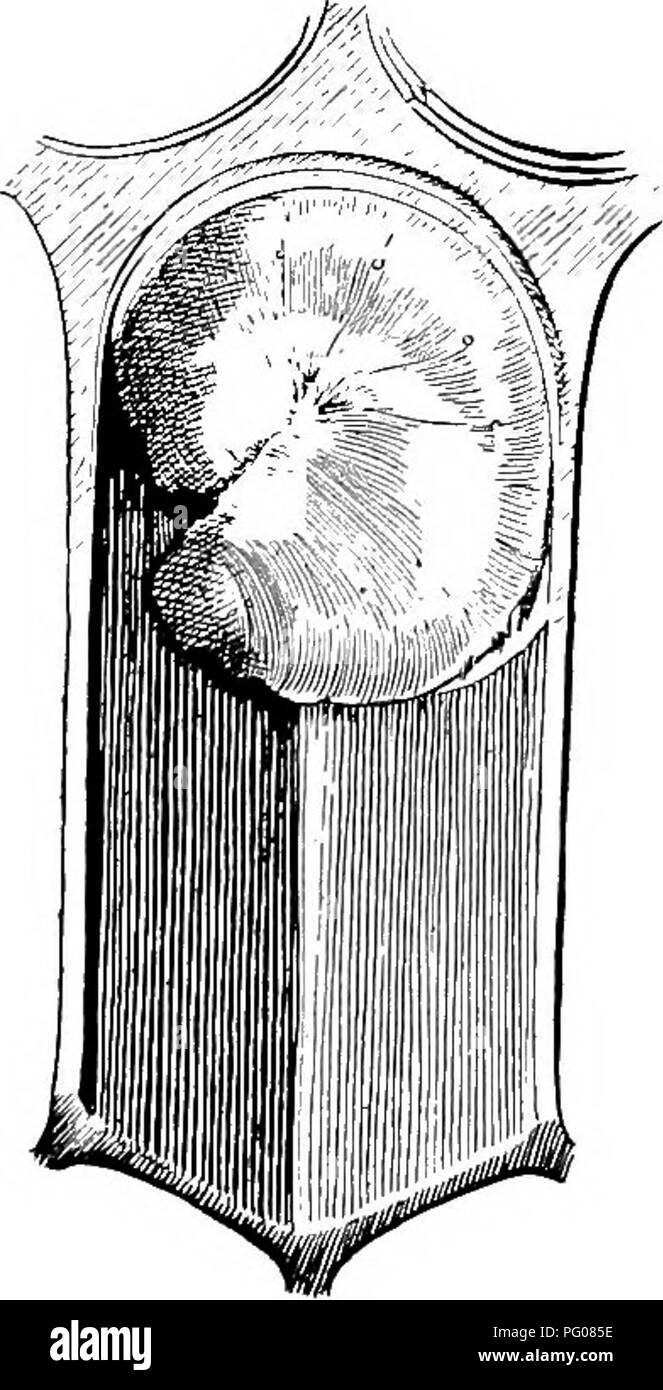 . Diseases of bees. Bees. Bui. 810, U. S. Dept. of Agriculture. PLATE IV.. Please note that these images are extracted from scanned page images that may have been digitally enhanced for readability - coloration and appearance of these illustrations may not perfectly resemble the original work.. Stock Photo