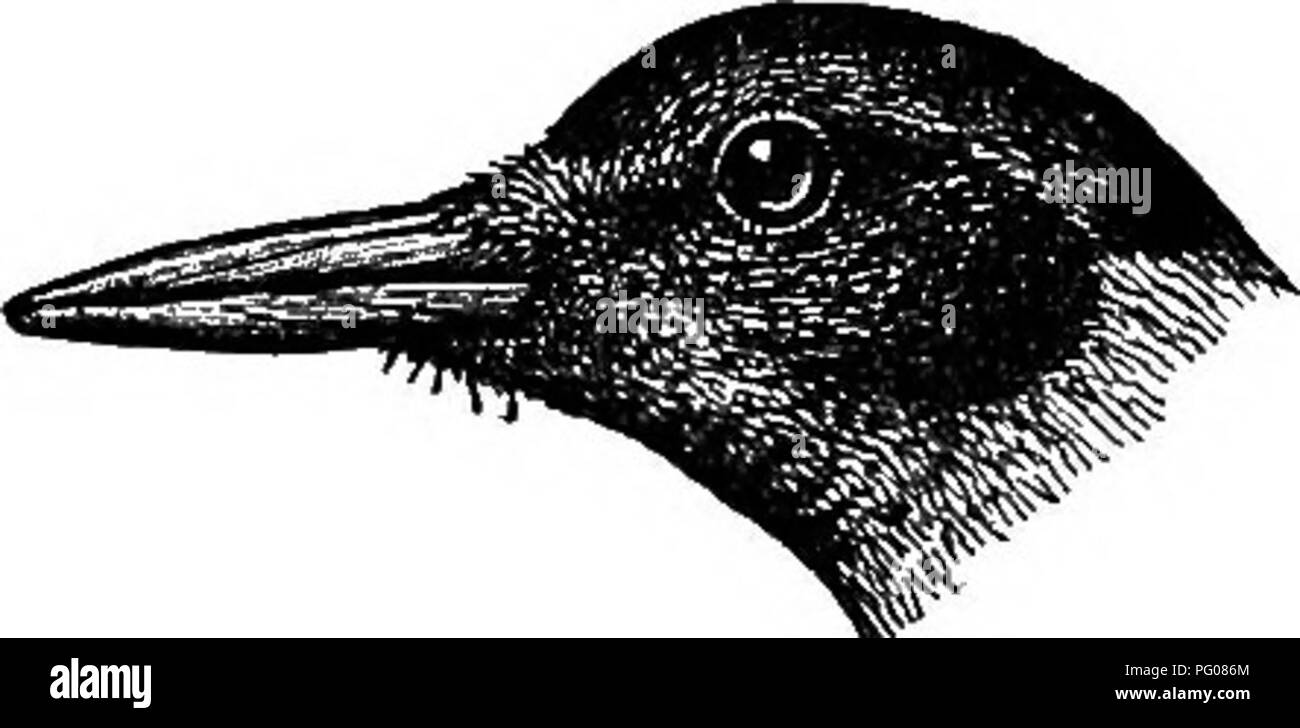 Lewis's woodpecker hires stock photography and images Alamy