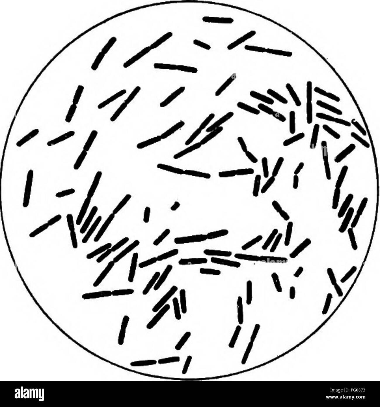 . Diseases of bees. Bees. EUROPEAN FOULBROOD. 13 Glucose gelatin plate.âA.t refrigerator temperature and within 3 days, the surface colonies begin to liquefy the gelatin, each liquefied area appearins somewhat as a minute drop of water. Agar slant.la one day numerous gray colonies cover the Inoculated surface. Bouillon.âWithin a day the medium is uniformly and moderately clouded. Fermentation.âIn glucose, lactose, saccharose, levulose, maltose, and man- nite bouillons, a uniform clouding of the media occurs. The growth takes place in both arms of the tube, but is heavier in the open one. Cons Stock Photo