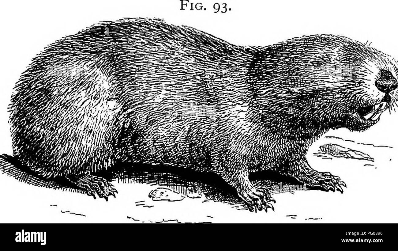 American types of animal life. Zoology; Animal behavior. THE OTHER BEASTS 357 by man, and even domestic animals, such as goats and reindeer will spring upon and kill them. Numbers also American types of animal life. Zoology; Animal behavior. THE OTHER BEASTS 357 by man, and even domestic animals, such as goats and reindeer will spring upon and kill them. Numbers also