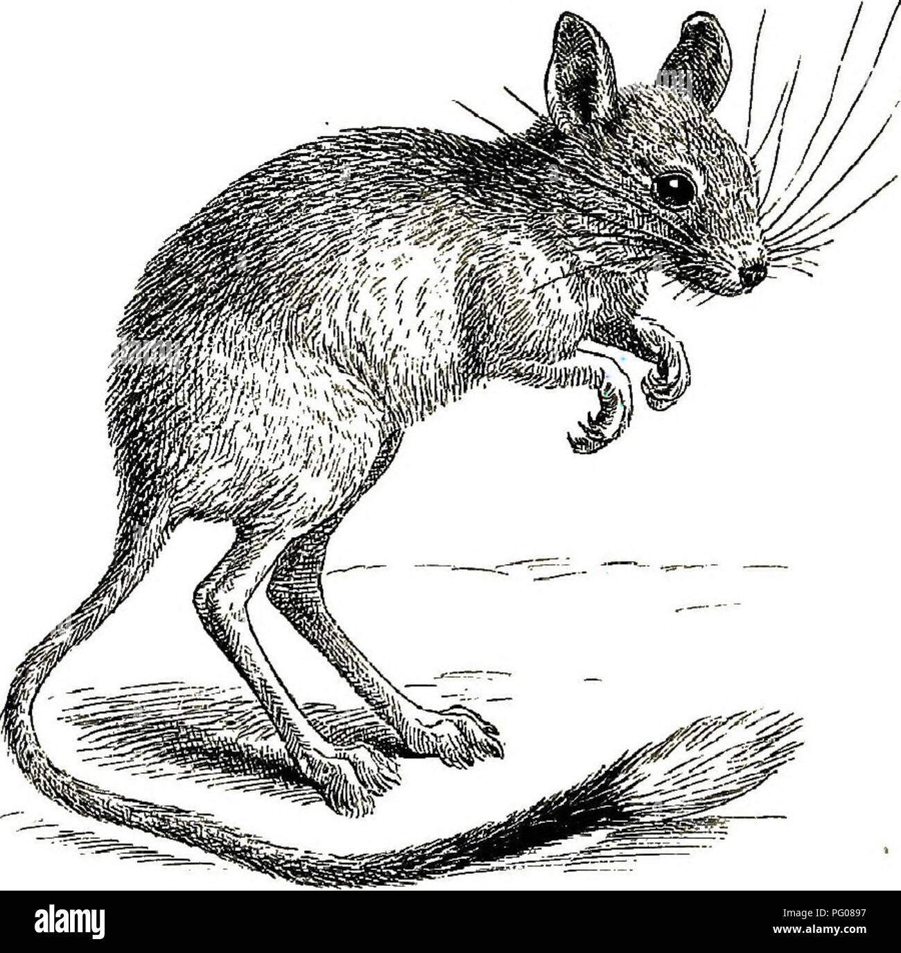 american-types-of-animal-life-zoology-animal-behavior-358-types-of