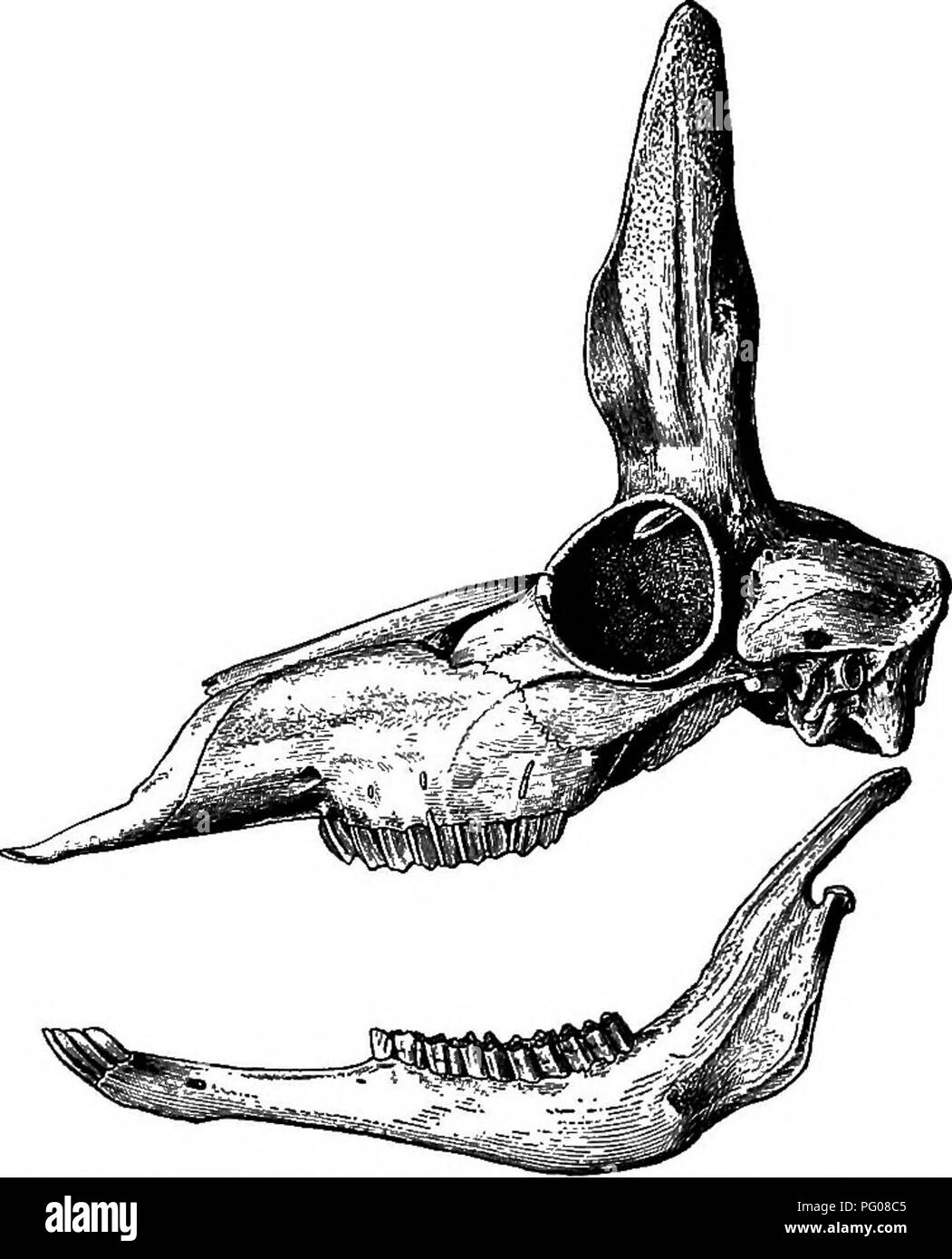 This catalog describes mammals from the region of the U.S.Mexico