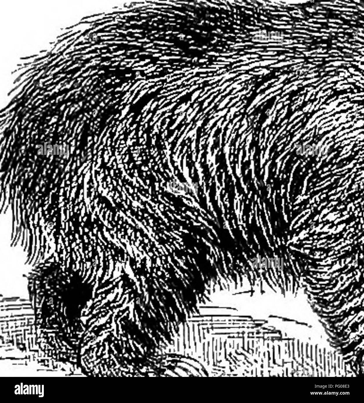 Carnivorous Sheep