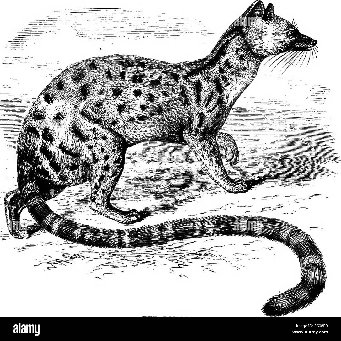 . American types of animal life. Zoology; Animal behavior. THE RACOON 231 with longer and more pointed muzzles than the cats, standing lower on the limbs, and with a second blunt or tubercular molar, or grinding tooth, on either sicle of the Fig. 62.. THE POIANA. upper jaw^, and claws less retractile than those of the cats. The civets are handsomely marked, striped and spotted animals, as are also the genets and three allied forms called linsangs, which come from India and the Malay Archipelago. The civets, about the size of a large. Please note that these images are extracted from scanned pag Stock Photo