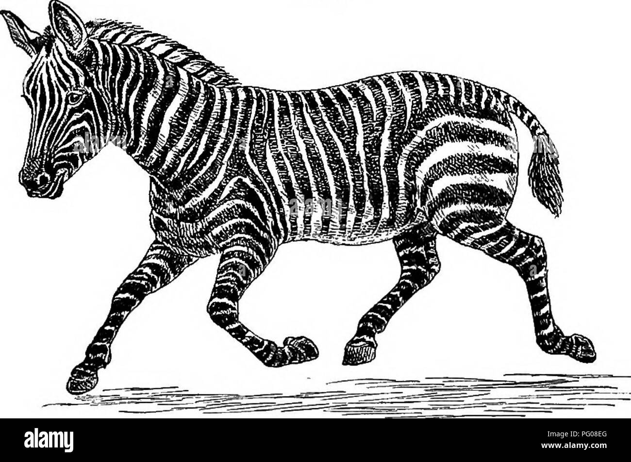 . American types of animal life. Zoology; Animal behavior. 204 TYPES OF ANIMAL LIFE are, or till recently were, four wild striped creatures of the horse family in Africa: These were i. The quagga, with stripes only on the head, neck, and fore part of the body. But a few years ago it was to be met with in great herds, ranging the vast plains which stretch between Cape Colony and the Vaal lliver. Now, however, it is a question whether any exist save in a few menageries. They have been trained to go in harness, although Fig. 57.. THE TRUE OR COMMON ZEBRA. never really domesticated. 2. The true ze Stock Photo