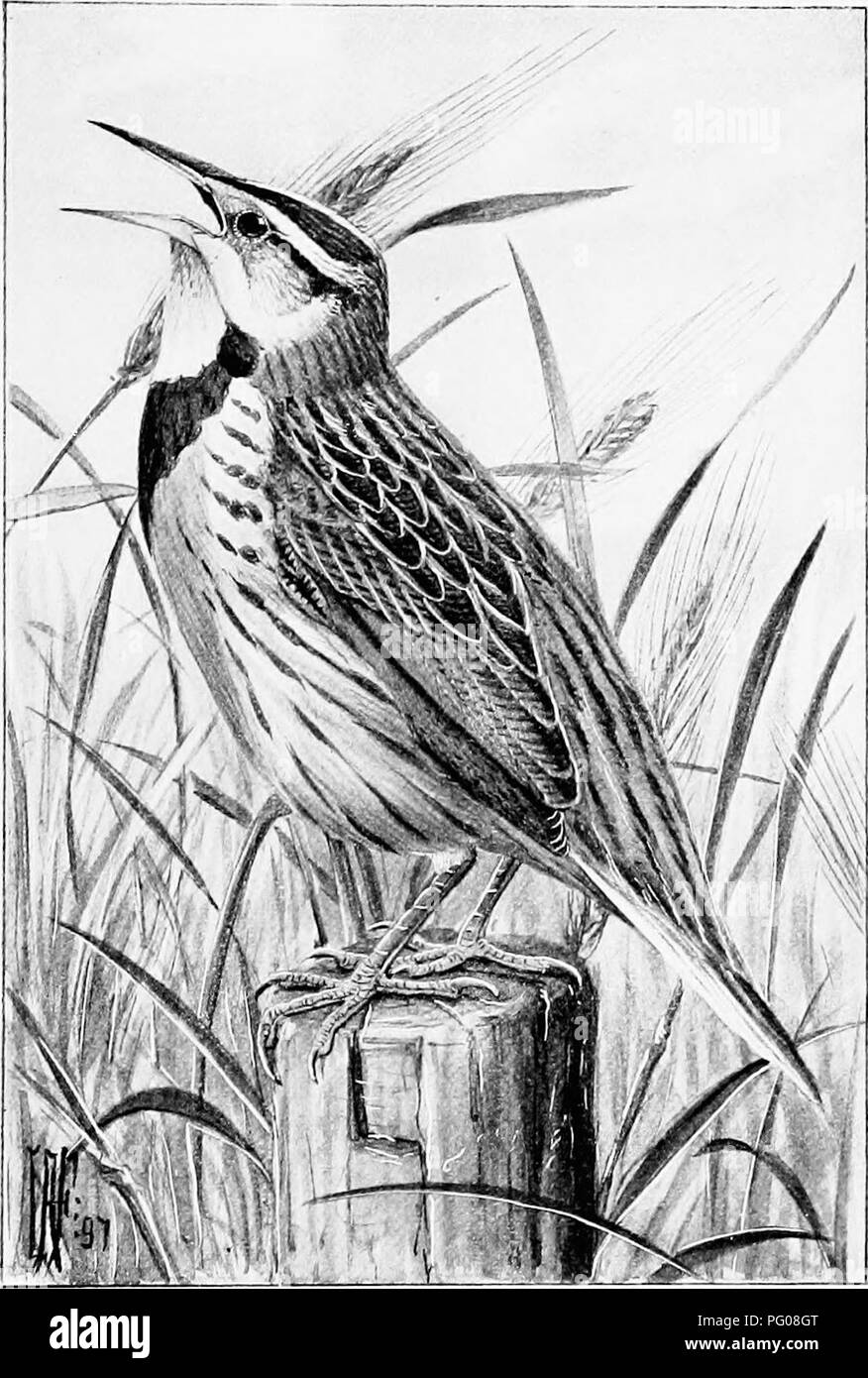 . Song birds and water fowl. Birds; Water birds. MEADOW LARK Its clearly whistled song of three or fcur notes seems peculiarly suggestive of the freshness and openness of spring (p. 275).. Please note that these images are extracted from scanned page images that may have been digitally enhanced for readability - coloration and appearance of these illustrations may not perfectly resemble the original work.. Parkhurst, Howard Elmore, 1848-1916; Fuertes, Louis Agassiz, 1874-1927. New York, C. Scribner's Sons Stock Photo