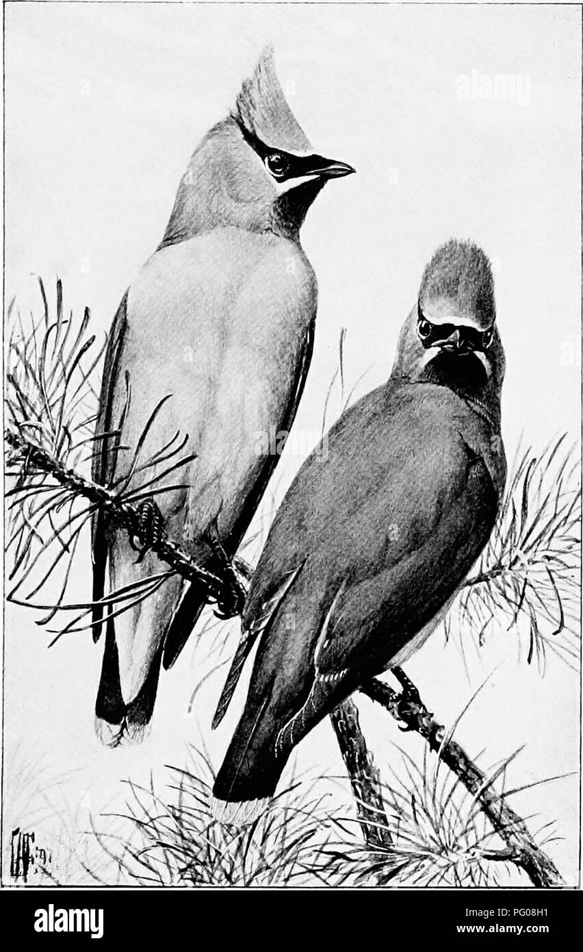 . Song birds and water fowl. Birds; Water birds. CEDAR BIRDS. Please note that these images are extracted from scanned page images that may have been digitally enhanced for readability - coloration and appearance of these illustrations may not perfectly resemble the original work.. Parkhurst, Howard Elmore, 1848-1916; Fuertes, Louis Agassiz, 1874-1927. New York, C. Scribner's Sons Stock Photo