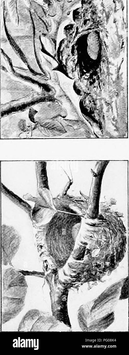 . Song birds and water fowl. Birds; Water birds. . Please note that these images are extracted from scanned page images that may have been digitally enhanced for readability - coloration and appearance of these illustrations may not perfectly resemble the original work.. Parkhurst, Howard Elmore, 1848-1916; Fuertes, Louis Agassiz, 1874-1927. New York, C. Scribner's Sons Stock Photo