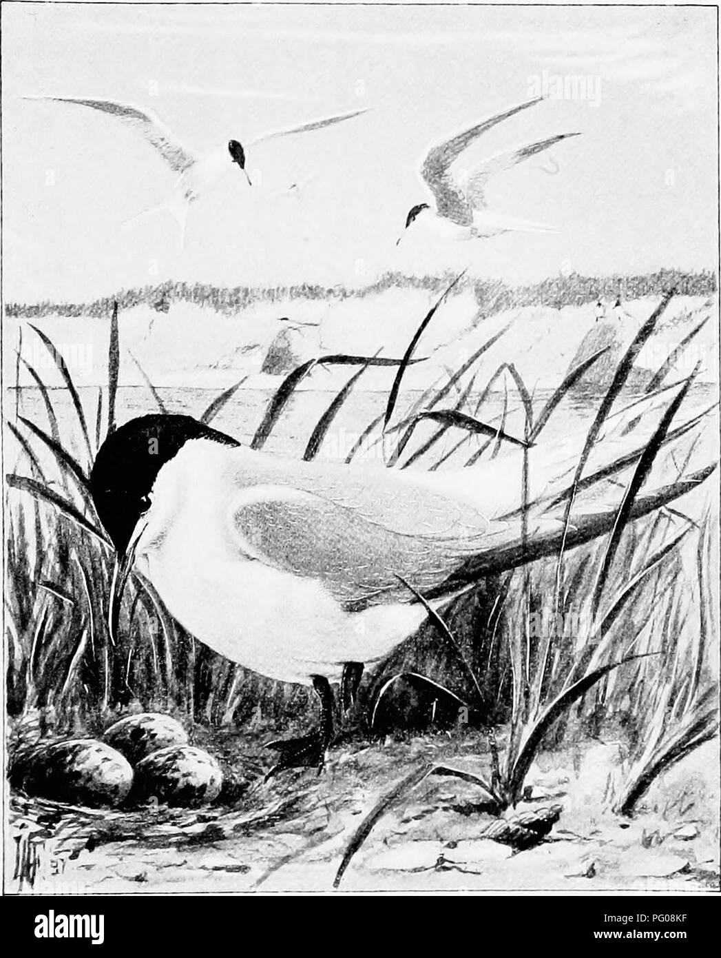 . Song birds and water fowl. Birds; Water birds. SEA SWALLOWS As eager and buoyant as the sparkling, dancing waves that roll beneath their fe^t throughout the summer (p. 135).. Please note that these images are extracted from scanned page images that may have been digitally enhanced for readability - coloration and appearance of these illustrations may not perfectly resemble the original work.. Parkhurst, Howard Elmore, 1848-1916; Fuertes, Louis Agassiz, 1874-1927. New York, C. Scribner's Sons Stock Photo