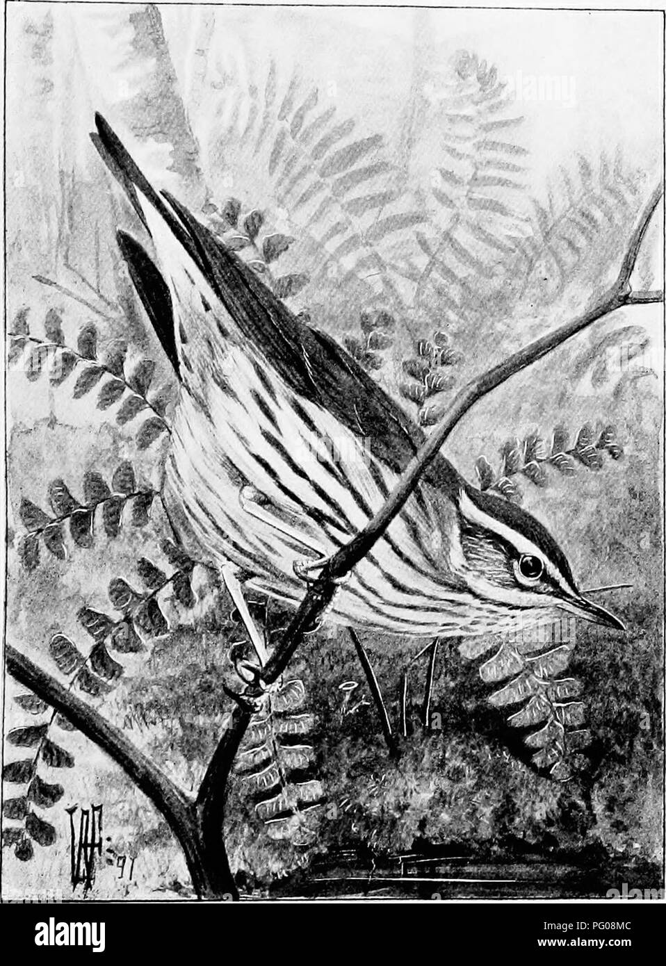 . Song birds and water fowl. Birds; Water birds. WATER THRUSHES The delicious warble of the wren, the vireo, the water thrush, may effectively have the accompaniment of the babbling brook, or the cascade's noisy plunge (p 56),. Please note that these images are extracted from scanned page images that may have been digitally enhanced for readability - coloration and appearance of these illustrations may not perfectly resemble the original work.. Parkhurst, Howard Elmore, 1848-1916; Fuertes, Louis Agassiz, 1874-1927. New York, C. Scribner's Sons Stock Photo