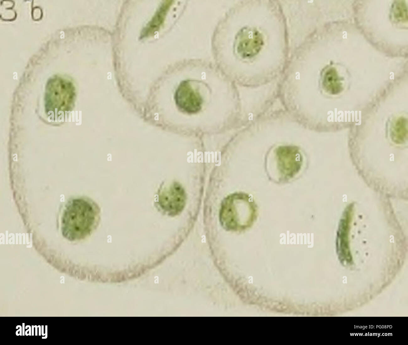 A contribution to the history of the fresh-water algÅ of North America.  Botany; Algae. 5^ T ^ipV O C 3c B :*m *f â 'CÂ« ll3 â¢ .w# ^ ^^ ^