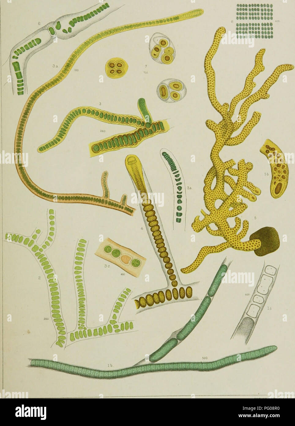 . A contribution to the history of the fresh-water algœ of North America. Botany; Algae. ^ FRESH WATER ALG/E PLATE VIII. ••••••ttMt* •••«•«••••§• ••••••••§••«. AFTER NATURE BV DR. M C WOOD StNCLAIH iL SON, PHILADELPHIA. Fig. 1. TOLYPOTHRIX DISTORTA. &quot; 2. SIROSIPHON PELLUCIDULUM &quot; 3. SIROSIPHON COMPACTUM. Fig. 4. SIROSIPHON NEGLECTUM. &quot; 5, SIROSIPHON GUTTULA. &quot; 6. SCVTONEMA N/CGELLII. Fig.',. GLOEOCAPSA SPARSA. &quot; 8. MERISMOPEDIA NOVA.. Please note that these images are extracted from scanned page images that may have been digitally enhanced for readability - coloration  Stock Photo