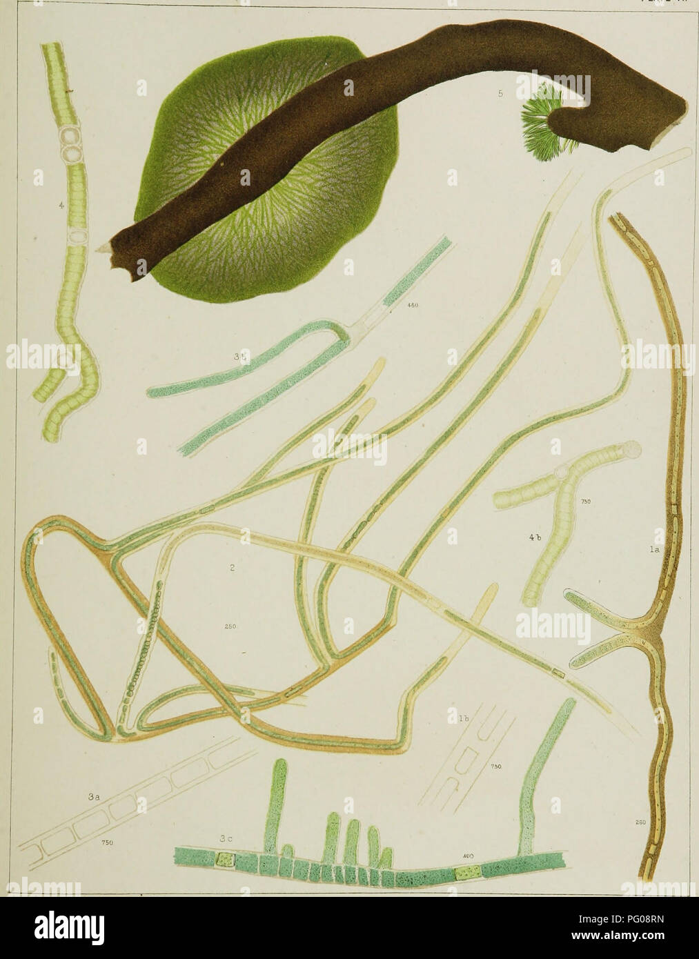 . A contribution to the history of the fresh-water algœ of North America. Botany; Algae. 1 FRESH WATER ALG&gt;E. PLATE VI.. AFTER NATURE BY DR.M.C WOOD T. 81N0I.AIR h SON, PHlLAOlLPHtA. Fig. 1. SCYTONEMA THERMALE. &quot; 2. S. CALLITRICHOIDES. &quot; 3. S. DUBIUM. Fig. 4. S. CORTEX. &quot; 6. CH,€TOPHORA ELEGANS.. Please note that these images are extracted from scanned page images that may have been digitally enhanced for readability - coloration and appearance of these illustrations may not perfectly resemble the original work.. Wood, H. C. (Horatio C. ), 1841-1920. [Washington, Smithsonian  Stock Photo