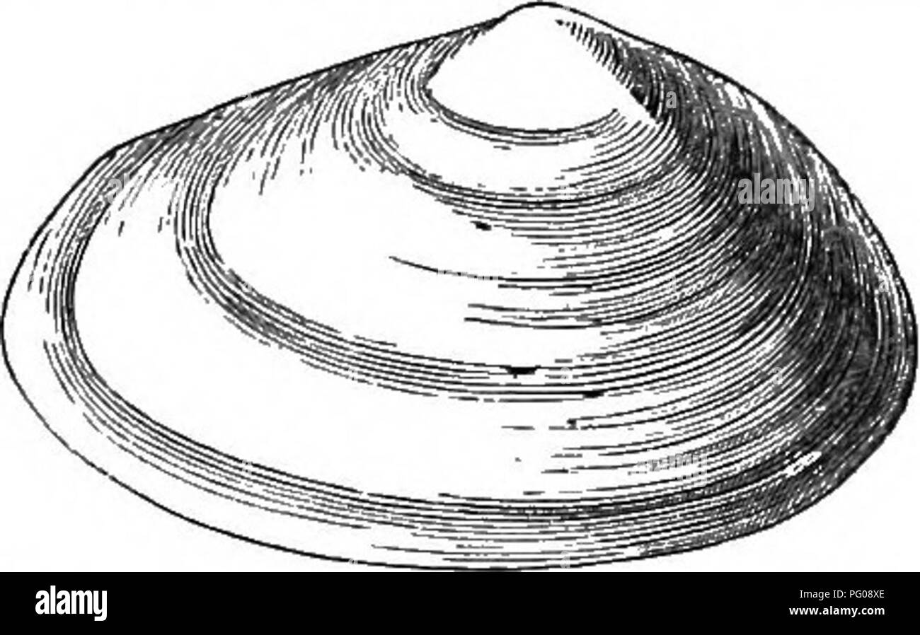 Clam worms hi-res stock photography and images - Alamy