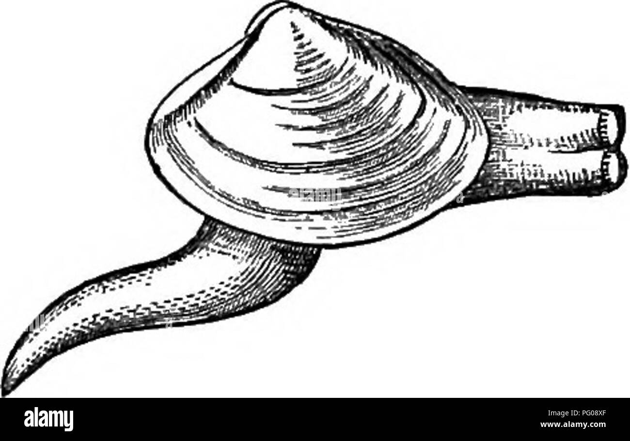 Solen Black and White Stock Photos & Images Alamy