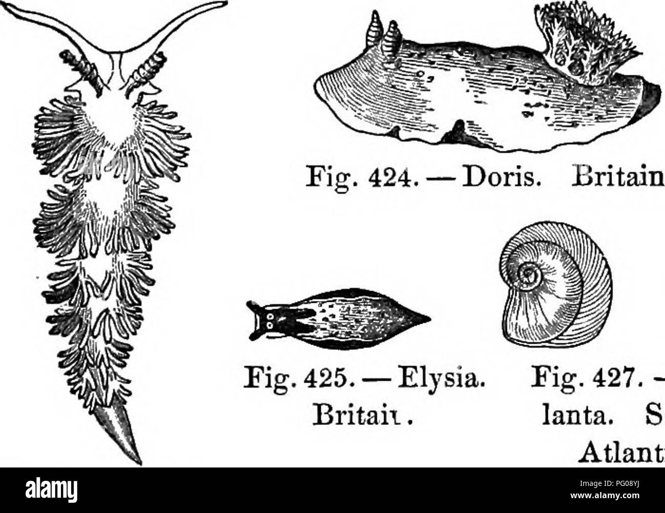 . Natural history of animals. Containing brief descriptions of the animals figured on Tenney's Natural history tablets, but complete without the tablets. Zoology. SEA-SLUGS, HETBROPODS AND PTEEOPODS. 209 Fig. 418. —Heli- cina. U. States. Kg. 420.— W^l Fig. 422.—Bnl- Acicula. ^Ey la. U. States. Fig. 419.— Britain. Fig. 421.— Clyclostoma. Tornatella. United States. Britain. SEA-SLUGS. These have no shells, and many of them only slightly resemble the Gasteropods before described. See Fig- ures 423-426.. Fig. 425. — Elysia. Britaii. Fig. 427. — At- lanta. South Atlantic.. Please note that these im Stock Photo