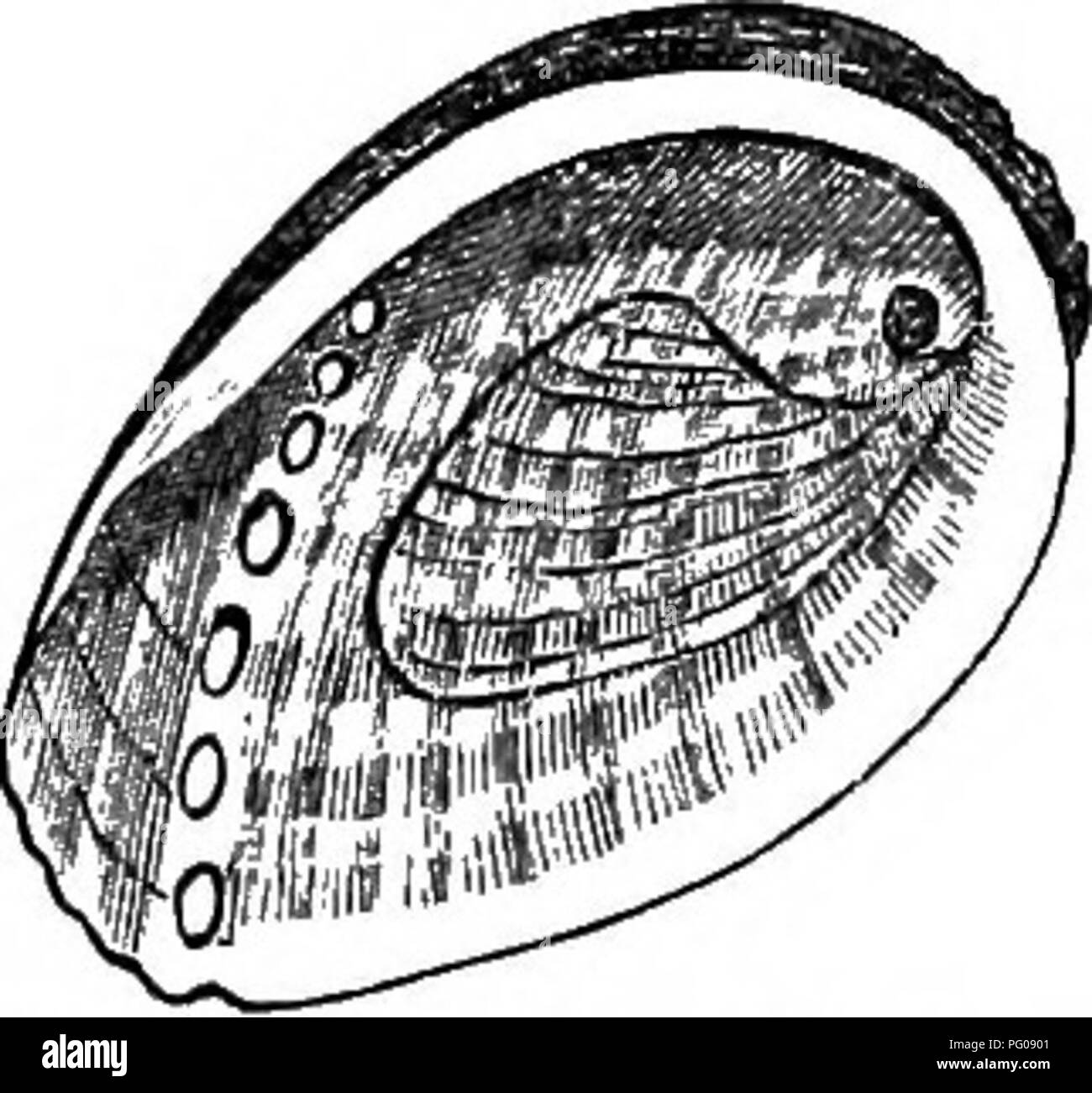 Tiaa Cut Out Stock Images & Pictures Alamy