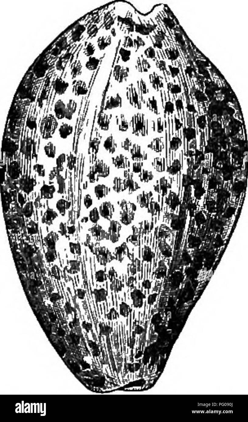 Trivia shell Black and White Stock Photos & Images Alamy