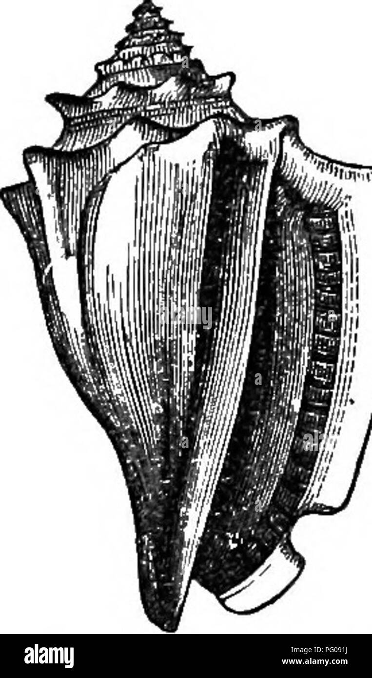 Stromb shell hires stock photography and images Alamy