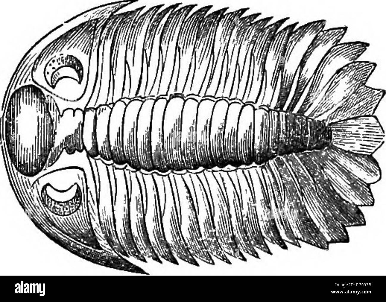 . Natural history of animals. Containing brief descriptions of the animals figured on Tenney's Natural history tablets, but complete without the tablets. Zoology. Fig. 349. — Sand Flea. Fig. 350. — Trilobite. have seven pairs of feet. Closely related to these are the curious Trilobites, found imbedded in the solid rock, and which lived and died ages ago. BARNACLES AND HORSE-SHOE CRABS. The Barnacles are of many kinds. Some resemble bivalve shells, and grow in clusters, attached by stems, as seen in Pigure 351; others, as in Figure 352, are acorn-shaped, and are fixed directly upon the rocks, s Stock Photo