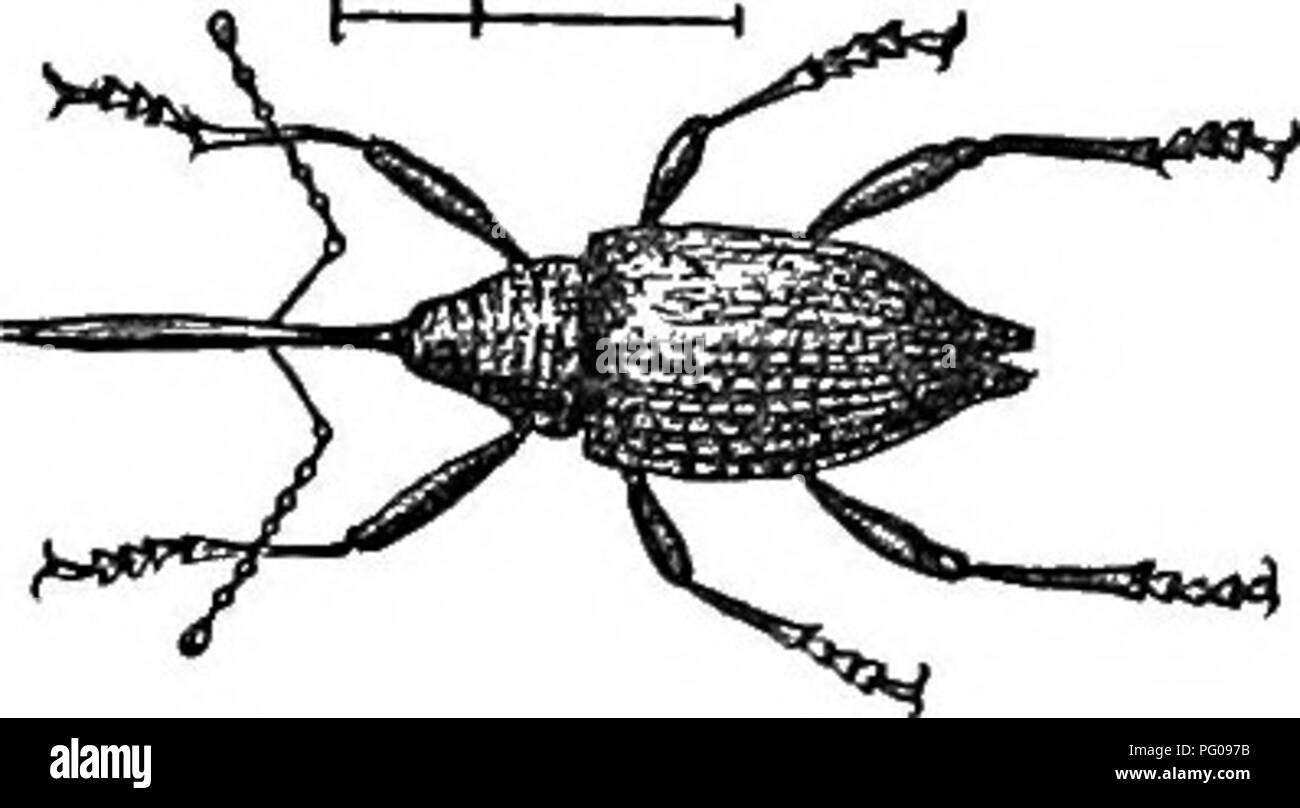. Natural history of animals. Containing brief descriptions of the animals figured on Tenney's Natural history tablets, but complete without the tablets. Zoology. Fig. 307. — White-Pine Weevil. Fig. 308. — Long-snouted Nut Weevil. if upon a tree, fall to the ground and remain motion- less till all is quiet. The Pea Weevil lays its eggs on the pea blossoms, and the grub enters the pea through the green pod, and remains there till the next spring, when it comes out as a perfect beetle or weevil. The Baltimore Oriole splits open the pods for the sake of obtaining the grubs contained in the peas.  Stock Photo