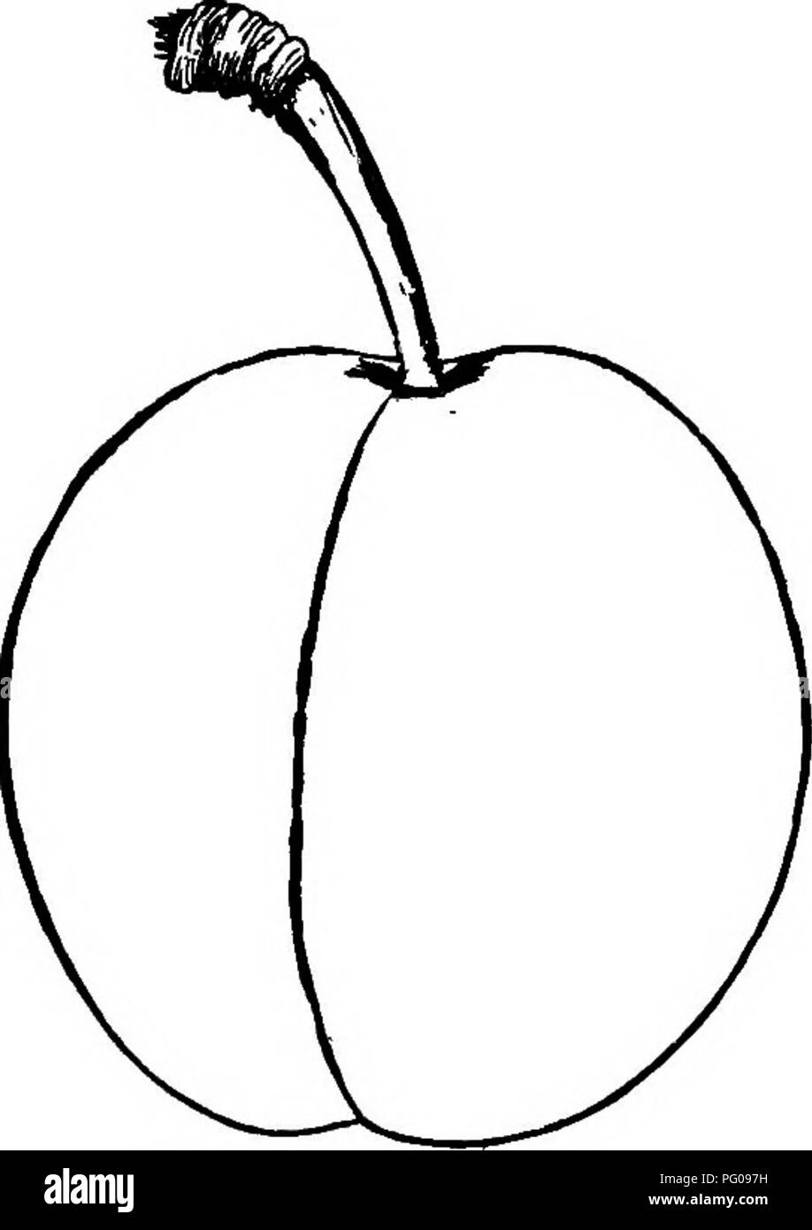 the american fruit culturist containing directions for the propagation and culture of all fruits adapted to the united states fruit culture plums 5 9 stone small nearly full end of august a handsome