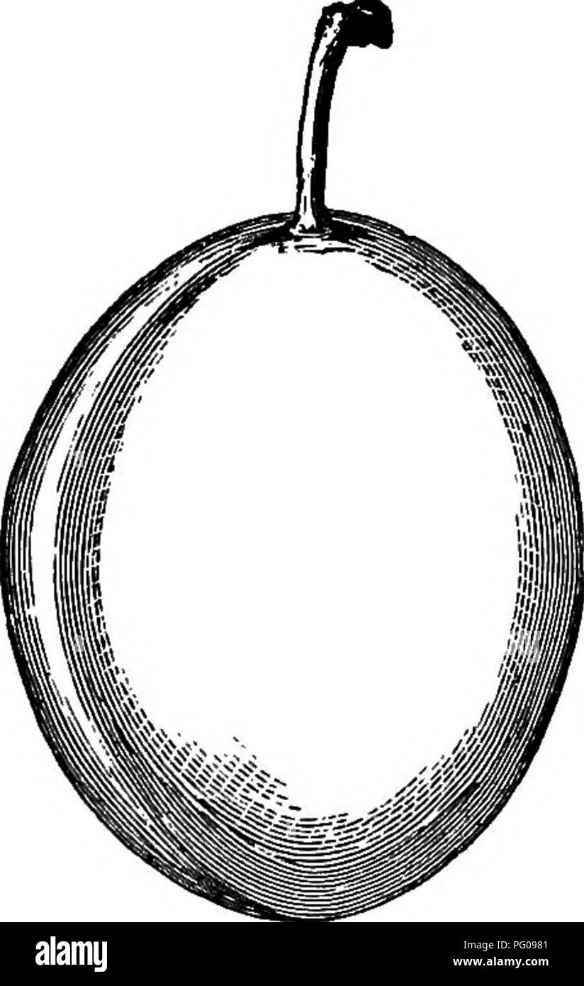 . The American fruit culturist, containing directions for the propagation and culture of all fruits adapted to the United States. Fruit-culture. PLUMS. 565 becoming very dark, bloom deep blue ; stalk small, slender ; cav- ity narrow, deep; flesh deep yellow, slightly firm, juicy, rich. Shoots vigorous, straight, glossy reddish-purple; leaves dark green, crimpled. Ripens early. Productive in nearly all soils. Long Island. Suisse. (Prune Suisse, Swiss Plum, Simiana, Monsieur Tardif.) Medium or rather large, round, suture broad, shallow; a sunk point at apex; skin lively violet red, thickly dotte Stock Photo