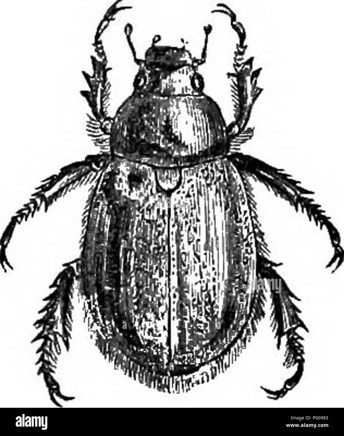 Natural history of animals. Containing brief descriptions of the animals  figured on Tenney's Natural history tablets, but complete without the  tablets. Zoology. BEETLES. 163 leaf-shaped pieces, and they have a sort