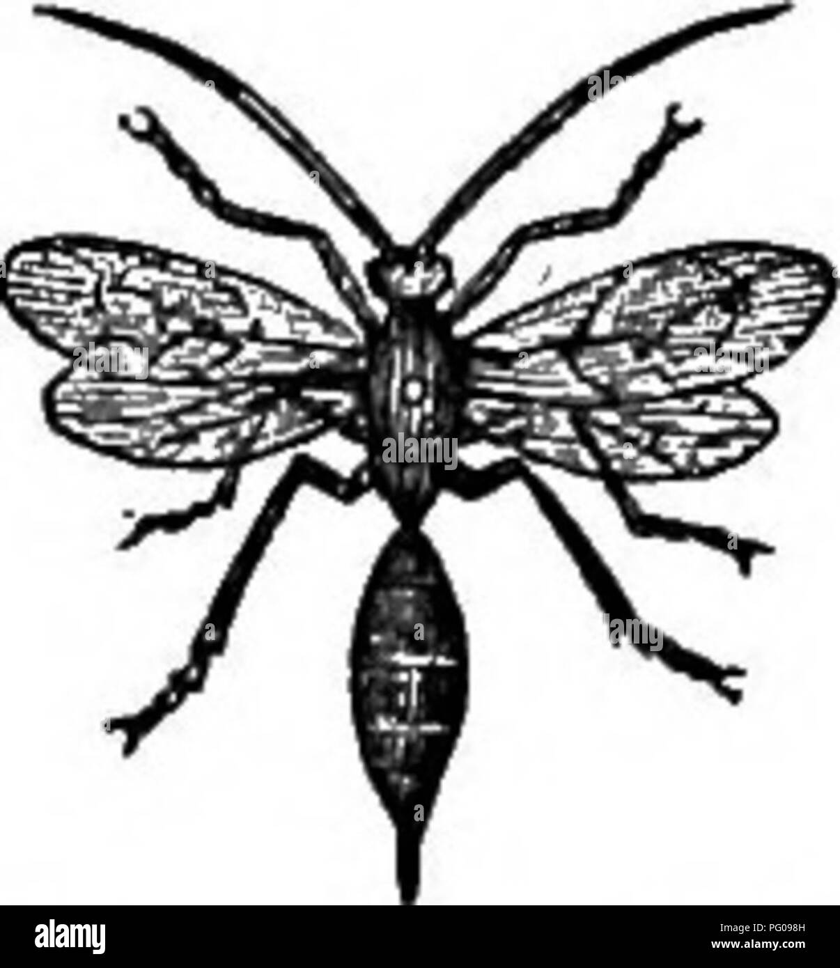 This work provides brief descriptions of various animals featured on ...