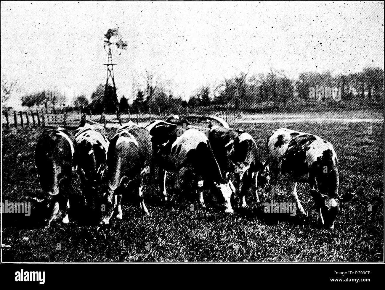 . Feeds and feeding abridged : the essentials of the feeding, care, and management of farm animals, including poultry : adapted and condensed from Feeds and feeding (16th ed.). Feeds; Animal nutrition. RAISING DAIRY CATTLE 281 If the cow is a heavy milker the calf should not be allowed to gorge lest scours result. After each feeding the cow should be stripped clean. When the cow's udder is caked, leaving the calf with her will aid in reducing inflammation. The calf is best taught to drink milk from the pail by using the fingers. If it goes 12 to 24 hours without being fed, or until it be- come Stock Photo