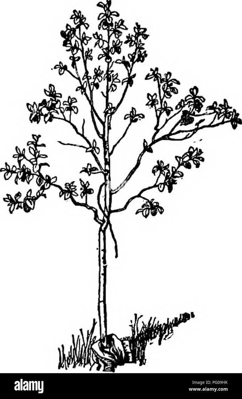 FRUiTS No.156 u0026 No.157 セット Fruit Crops | ScienceDirect