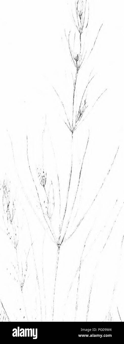 The British Charophyta Characeae Plate Xlii F L Iii I W Iy 0 I 1 Ill 4 L 4 7 I A A A Gt I A I R T 6 The British Charophyta Characeae Plate Xlii F L Iii I W Iy 0 I 1 Ill 4 L 4 7 I A A A Gt I A I R T 6