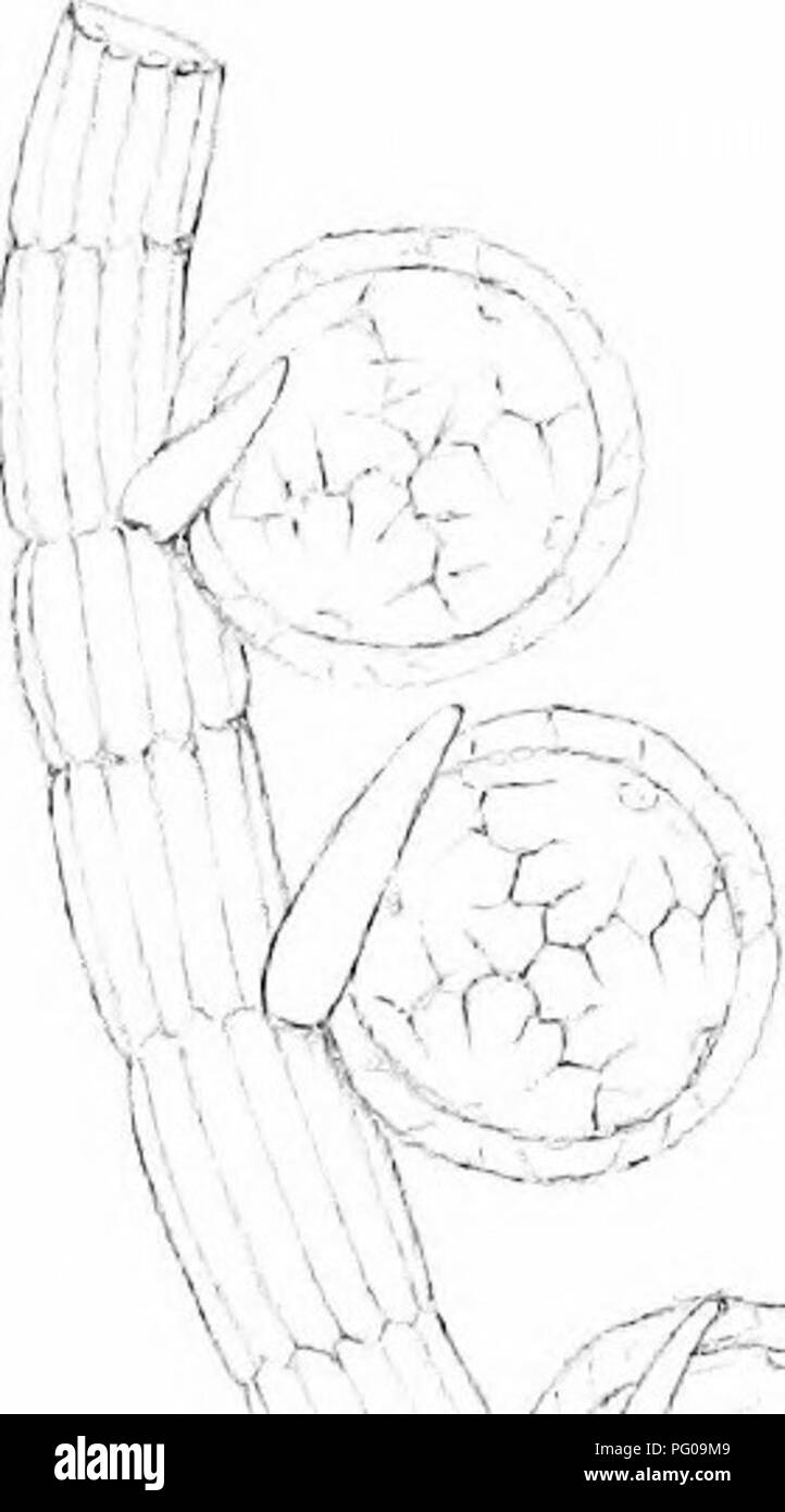 The British Charophyta Characeae Plate Xli Xmk Tv A Ax 9 Lo V Quot W F 1 W F A I A X Wi Sw 4 A Lilm M 1