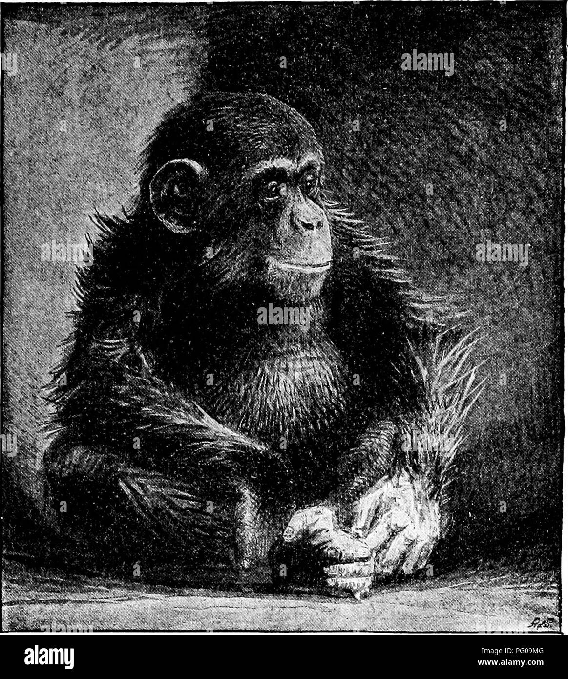 . Animal activities; a first book in zooÌlogy. Zoology; Animal behavior. MAN'S NEAR RELATIVES {MAMMALS). 233 In what respects are the monkeys peculiarly well fitted for their environment ? How do monkeys differ from dogs ? In the struggle for existence what advantages do. Fig. 196,âA Chimpanzee. monkeys have over dogs .' What advantages do dogs have over monkeys .â¢â How do monkeys differ from horses .' In what respects do they resemble horses .'. Please note that these images are extracted from scanned page images that may have been digitally enhanced for readability - coloration and appearan Stock Photo