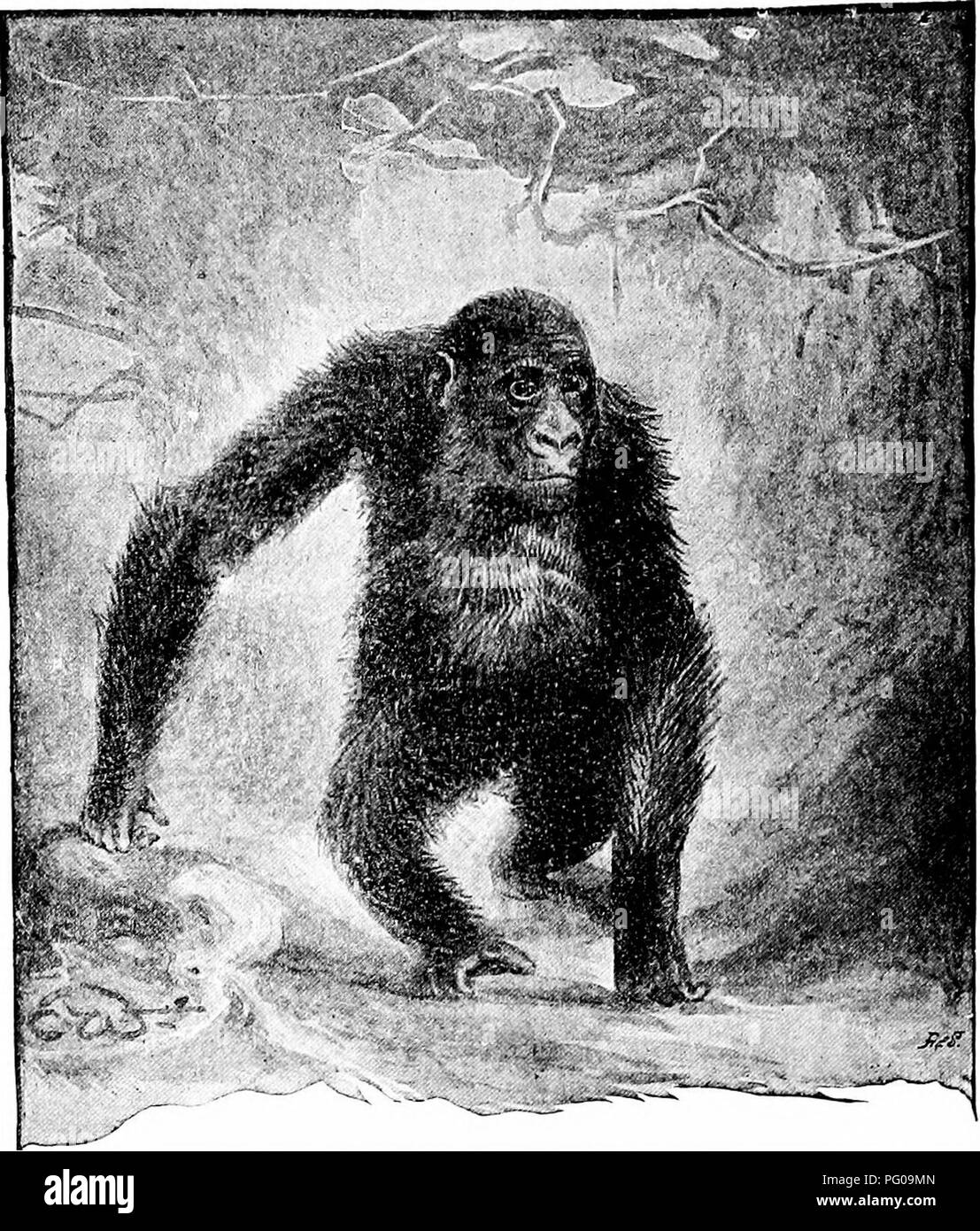 . Animal activities; a first book in zoo?logy. Zoology; Animal behavior. 232 ANIMAL ACTIVITIES. animal the teeth seem to be especially adapted for the work they must perform. Questions. Refer to Figs. 178, 195, and 196.. Fig. 195.—A Manlike Ape Walking. In what way does a gorilla or a chimpanzee resemble man ? How does man differ from these animals 'i. Please note that these images are extracted from scanned page images that may have been digitally enhanced for readability - coloration and appearance of these illustrations may not perfectly resemble the original work.. French, Nathaniel Stower Stock Photo
