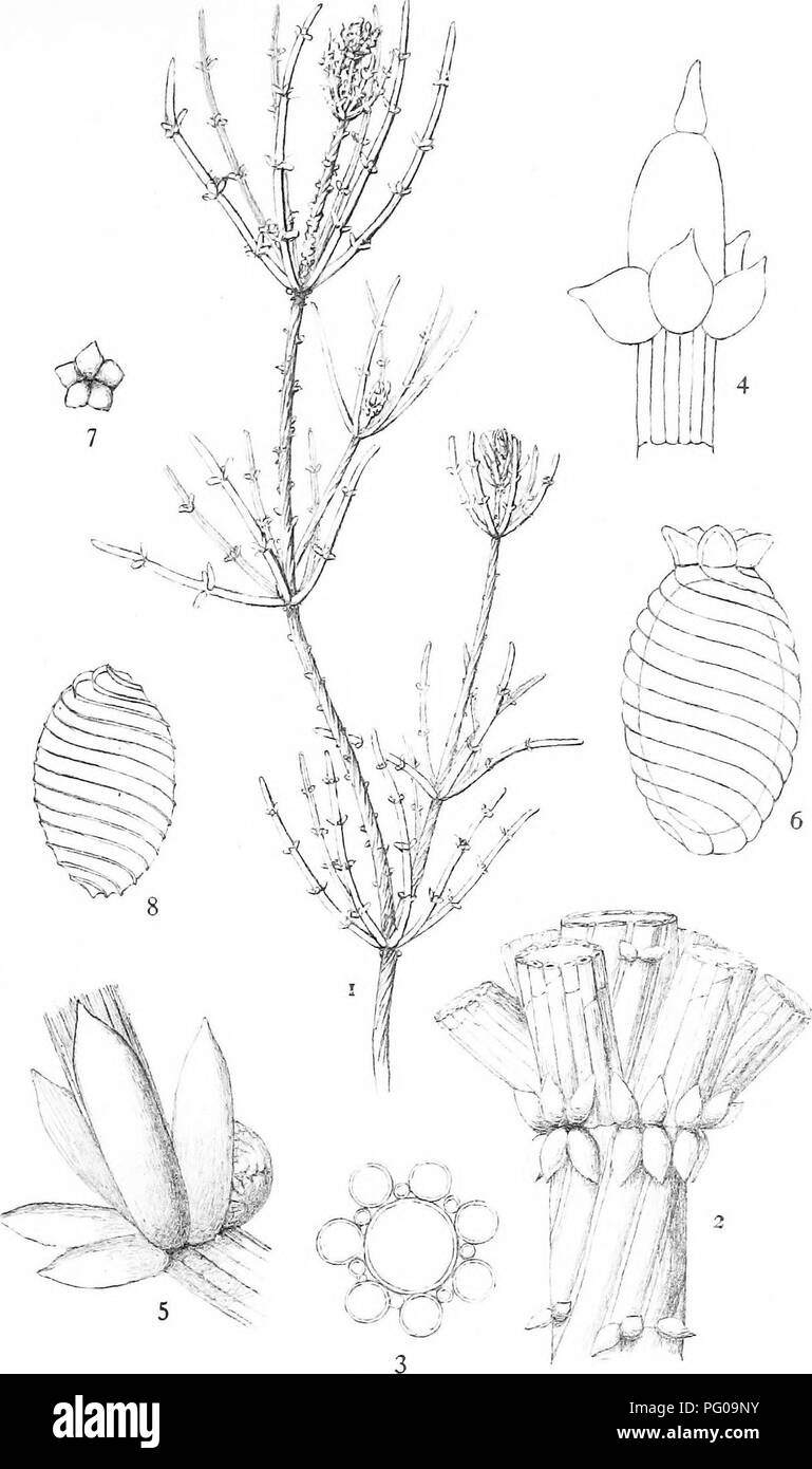 . The British Charophyta. Characeae. PLATE XXXII. CHARA TOMENTOSA it. G. it a. R. B.W. del.. Please note that these images are extracted from scanned page images that may have been digitally enhanced for readability - coloration and appearance of these illustrations may not perfectly resemble the original work.. Groves, James; Bullock-Webster, George Russell, 1858- joint author. London, The Ray society Stock Photo