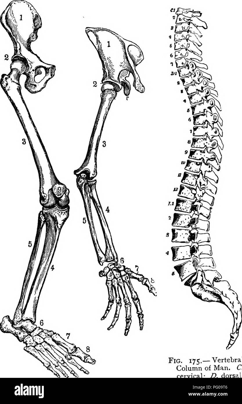 . Animal activities; a first book in zoo?logy. Zoology; Animal behavior. 2l6 ANIM/IL ACTIVITIES.. Fig. 175.— Vertebral Column of Man. C, cervical: D, dorsal; Fig. 174.—Bones of Leg and Arm of Man. L, lumbar.. Please note that these images are extracted from scanned page images that may have been digitally enhanced for readability - coloration and appearance of these illustrations may not perfectly resemble the original work.. French, Nathaniel Stowers, 1854-. New York [etc. etc. ] Longmans, Green and Co Stock Photo