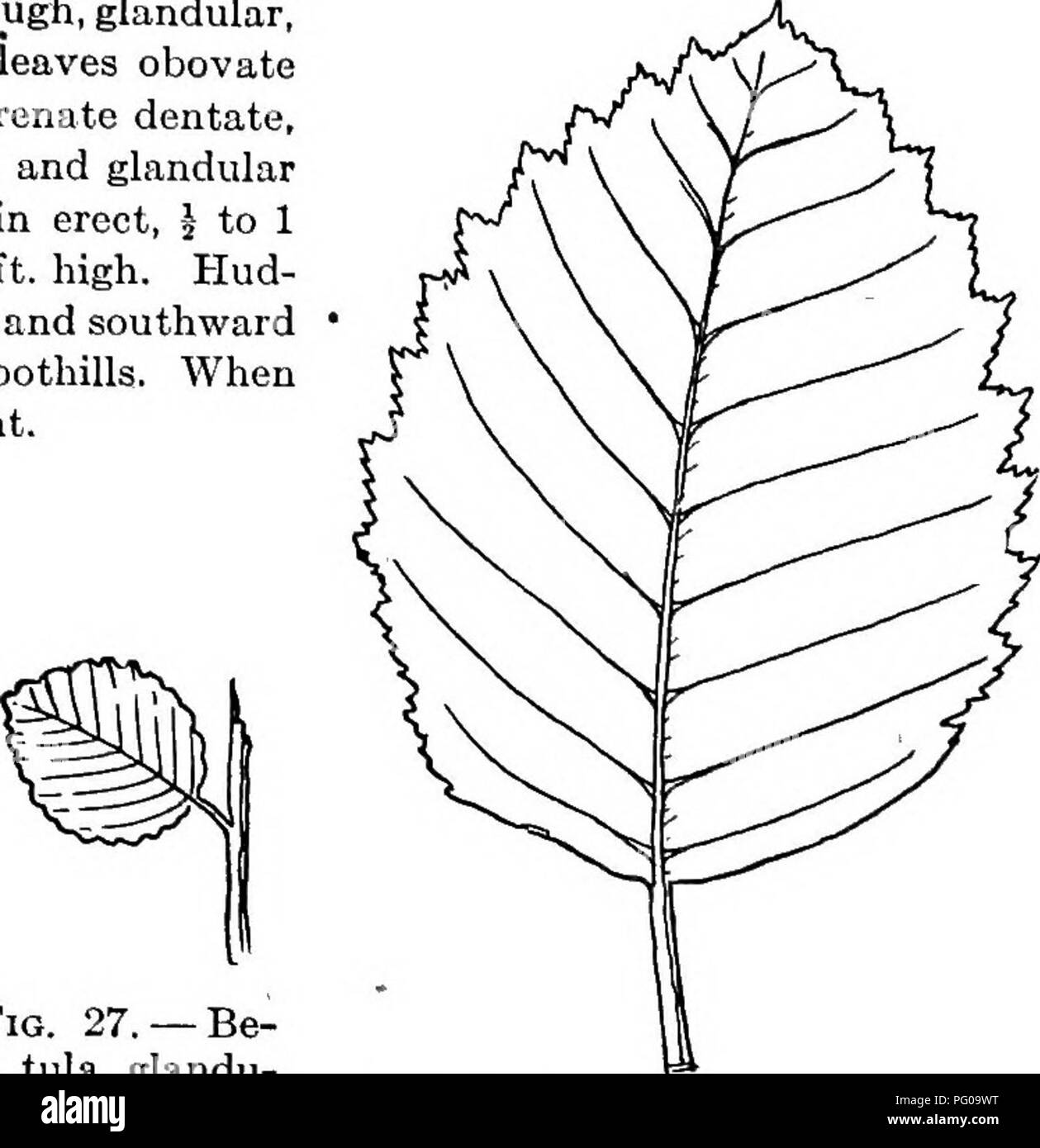 . Selected western flora : Manitoba, Saskatchewan, Alberta . Botany; Botany; Botany. Fio. 26. —Betula pumila.. Fig. 27. —Be- tula glandu- losa. Fig. 28. — Alnus incana. 4. ALNUS. Alder. Sterile flowers with 4 or 5 braotlets and usually 3 flowers to each scale of the catkin, each flower with a 3-5-parted calyx and the same number of stamens; fertile catkins oyhndrical or ovoid, made up of fleshy scales, with 2 or 3 flowers in the axil of each; calyx of 4 bracts. Small trees or shrubs usually growing in clumps. 1. A. incSna, (L.) Moench. Tag Alder. Flowers developed before the leaves; catkins cl Stock Photo