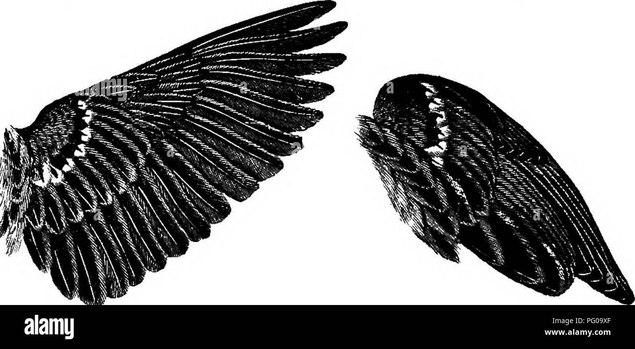 . Animal activities; a first book in zoo?logy. Zoology; Animal behavior. Fig. i6o.—A, arm of man; B, fore leg of dog; C, wing of bird; h, humerus; r, radius; «, ulna; c, carpus- m, metacarpus; p, phalanges.. Fig. i6i.—A Bird's Wing, a, when flying; b, at rest. The feathers increase greatly the amount of air dis- placed, and hence aid the buoyancy without adding. Please note that these images are extracted from scanned page images that may have been digitally enhanced for readability - coloration and appearance of these illustrations may not perfectly resemble the original work.. French, Nathan Stock Photo