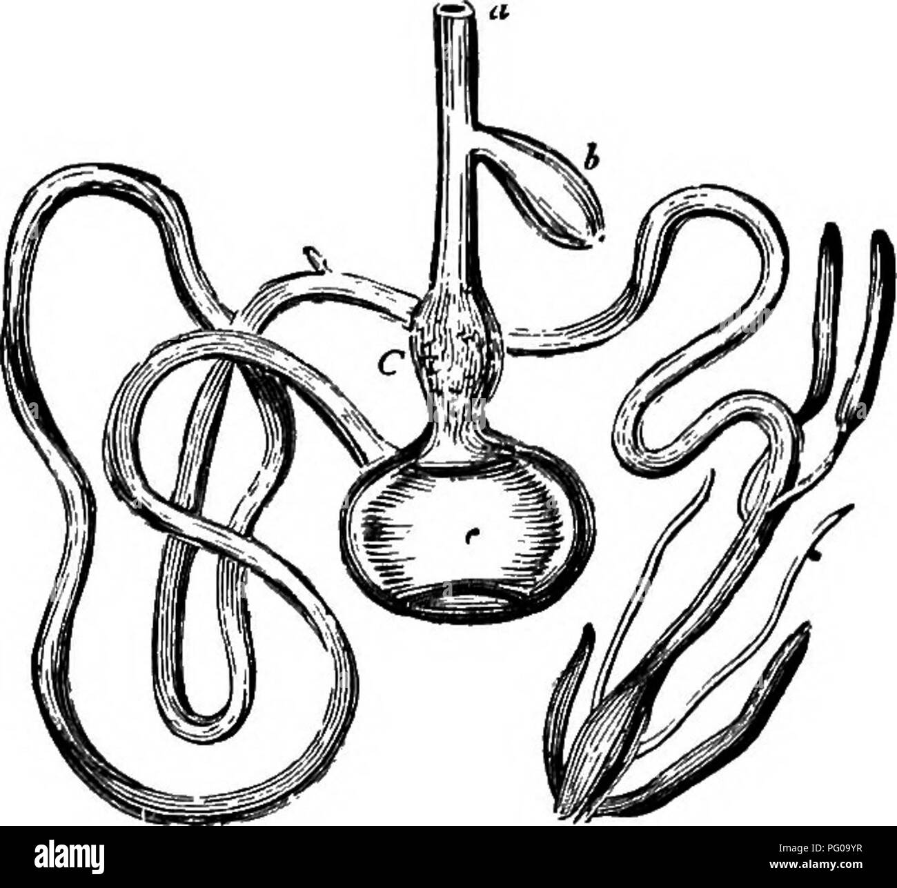 Woodpeckers feed on insects Black and White Stock Photos & Images - Alamy