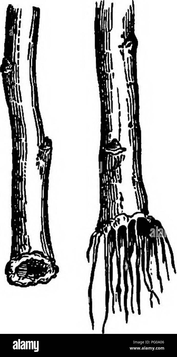 . The American fruit culturist, containing directions for the propagation and culture of all fruits adapted to the United States. Fruit-culture. Fig. i8. Fig. 19. Fig. 20. Fig. 21. FIG. M. The Downward Flow of Sap, Causing Swellings, Callus, and Roots. through the sap-wood, but through the inner or living bark, and building up the new plant tissues. This new layer being soft and fresh, interposed between them, causes that separa- tion known as the peeling of the bark. The sap is capable of moving sidewise, laterally through the various vessels or microscopic tubes. Hence some trees may be cut  Stock Photo