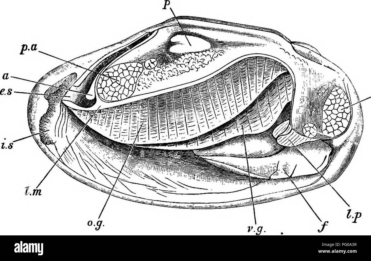 . Animal activities; a first book in zoo?logy. Zoology; Animal behavior. MUSSELS AND SNAILS. 159 the water the minute animals and plants which nourish the clam. These bits of food are collected along the ridges on the gills and thence passed to their ventral edges, on each of which there is a groove leading to the mouth. Along this groove the food passes, whipped on by the cilia, until it enters the mouth, which is. a.ai Fig. 124.—Fresh-water Mussel with One Valve Removed, fi, peri- cardium; p.a,, posterior adductor muscle; a.a., interior adductor muscle; a, anus; e.s,, exhalent siphon; i.s.,  Stock Photo