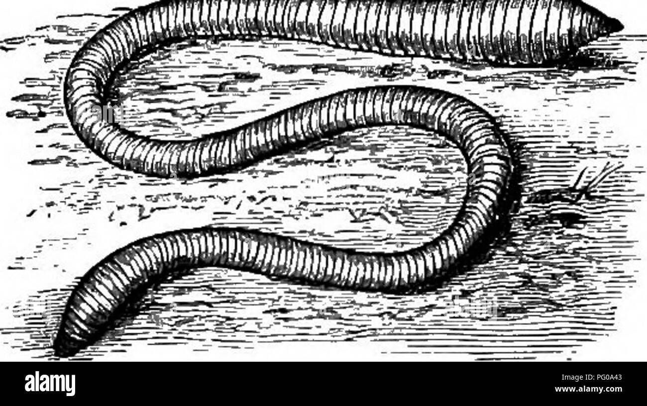 . Animal activities; a first book in zoo?logy. Zoology; Animal behavior. THE EARTHIVORM AND HIS IVORK. 149. Fig. 120. —An Earthworm. where they may remain for several weeks. Then put them in a one per cent, solution of chromic acid for five or six days. Remove them from this solu- tion, wash them thor- oughly in water and place them in a dish with turpentine, al- lowing them to re- main there for a few days longer. They may then be dried, when they are ready for use. The worms should be spread out in flat- bottomed dishes during the processes of tanning. With specimens thus prepared or simply  Stock Photo