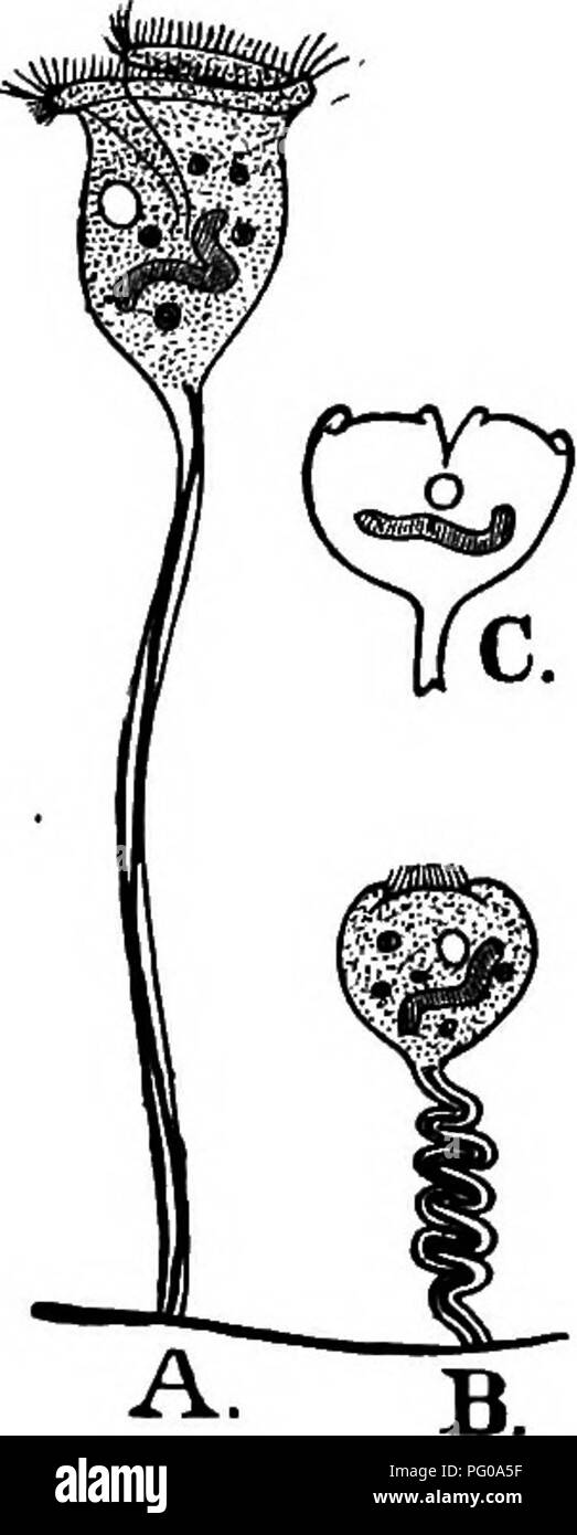 . Animal activities; a first book in zooÌlogy. Zoology; Animal behavior. 122 MWMAL ACTiyiTIES. One of the Infusoria found in infusions of vegetable matter is the Paramecium, or slipper-animalcule (Fig. 107). This may be found and stud- ied very easily. Where a compound microscope is available the follow- ing exercise may be used. Laboratory Exercise. Examine in a watch-glass by using a low power of the microscope a few drops of stagnant water known to contain Infusoria. 1. Does the Paramecium have a definite shape &quot;&gt;. Is it bilateral .â ' Is the Amoeba bilateral.' 2. Place a few drops  Stock Photo