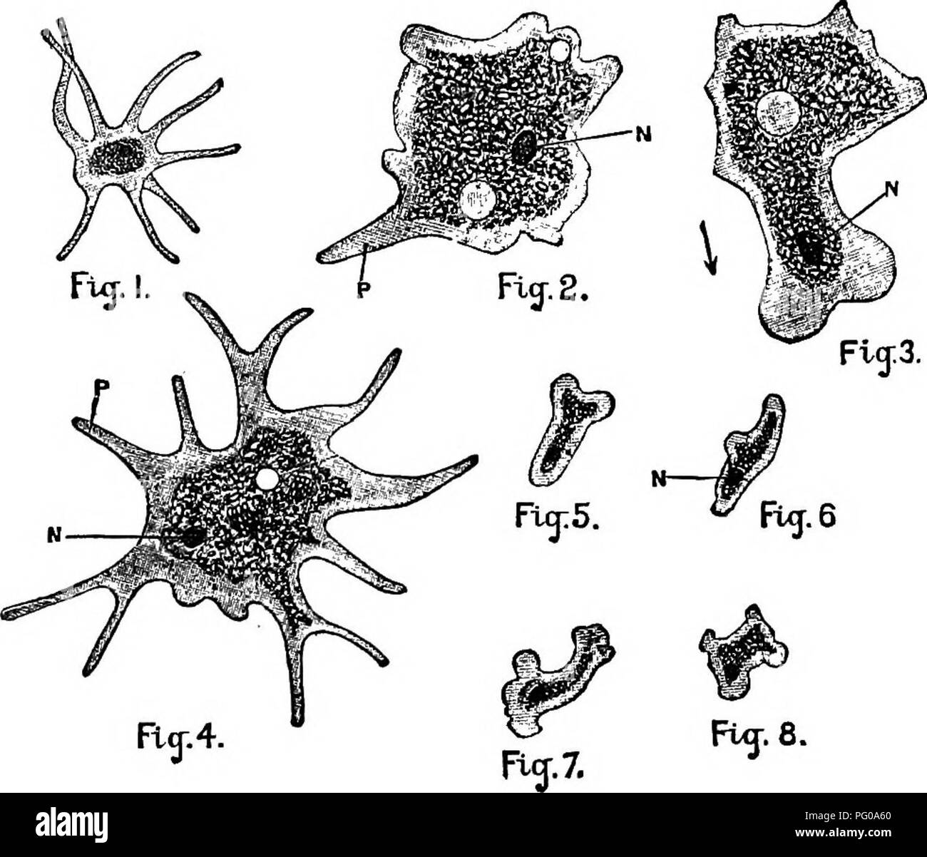 . Animal activities; a first book in zoo?logy. Zoology; Animal behavior. ONE-CELLED ziNIM/tLS MND SPONGES. 117 under the microscope looks like a drop of moving jelly of irregular outline. The greater part of the Amoeba is granular in structure, being surrounded by an outer film of clearer jelly. In the midst of the cell is a nucleus, a little more opaque than the rest of the cell but made of the same substance. The jelly-like sub- stance of which the whole Amoeba is made is called. Fig. 99.—Forms of Amcebae (highly magnified). 2 and 3 were drawn from the same specimen; 5, 6, 7, and 8 were draw Stock Photo